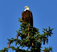 Sitting Tall and Proud